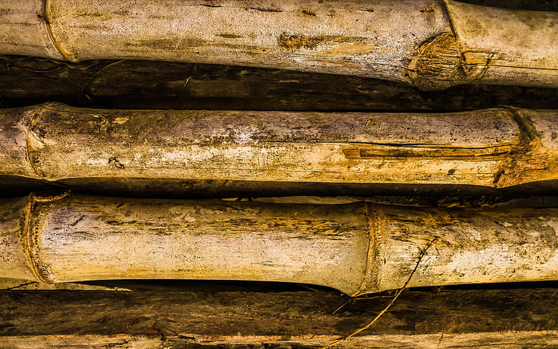 bamboo sticks, close-up, brown bamboo, bamboo canes, bambusoideae sticks, macro, background with bamboo, bamboo, HD wallpaper