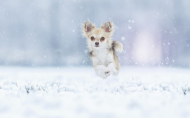 Chihuahua, winter, small dog, snow, running dog, domestic dogs, dog breeds, HD wallpaper