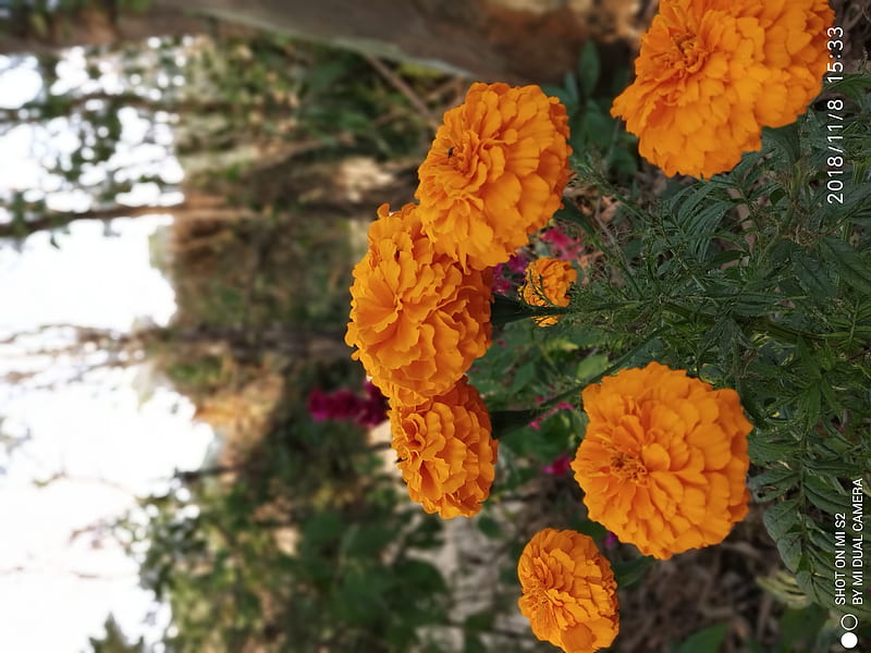 Marigold flowers, Plant, Marigold, sky, Flower, HD wallpaper