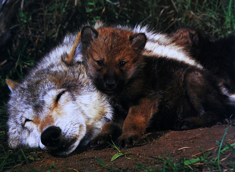 So Sweet, mom, resting, wolf, pup, wolves, HD wallpaper