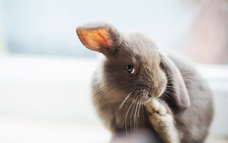bunny, gray rabbit, pets, cute bunnies, HD wallpaper