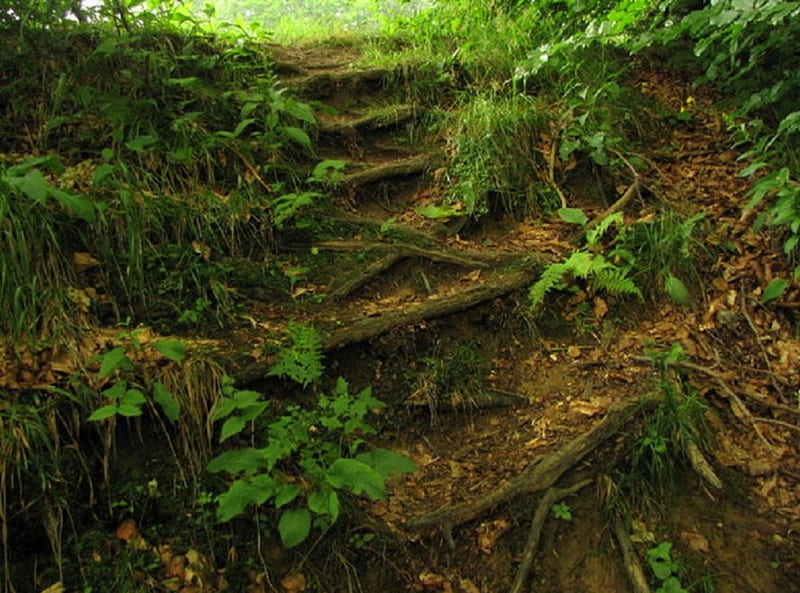 Staircase of roots, Forest, roots, brown, green, HD wallpaper
