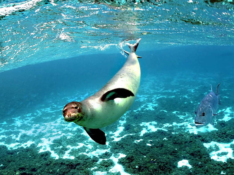 Fur Seal, perch fish, swimming, sea, HD wallpaper