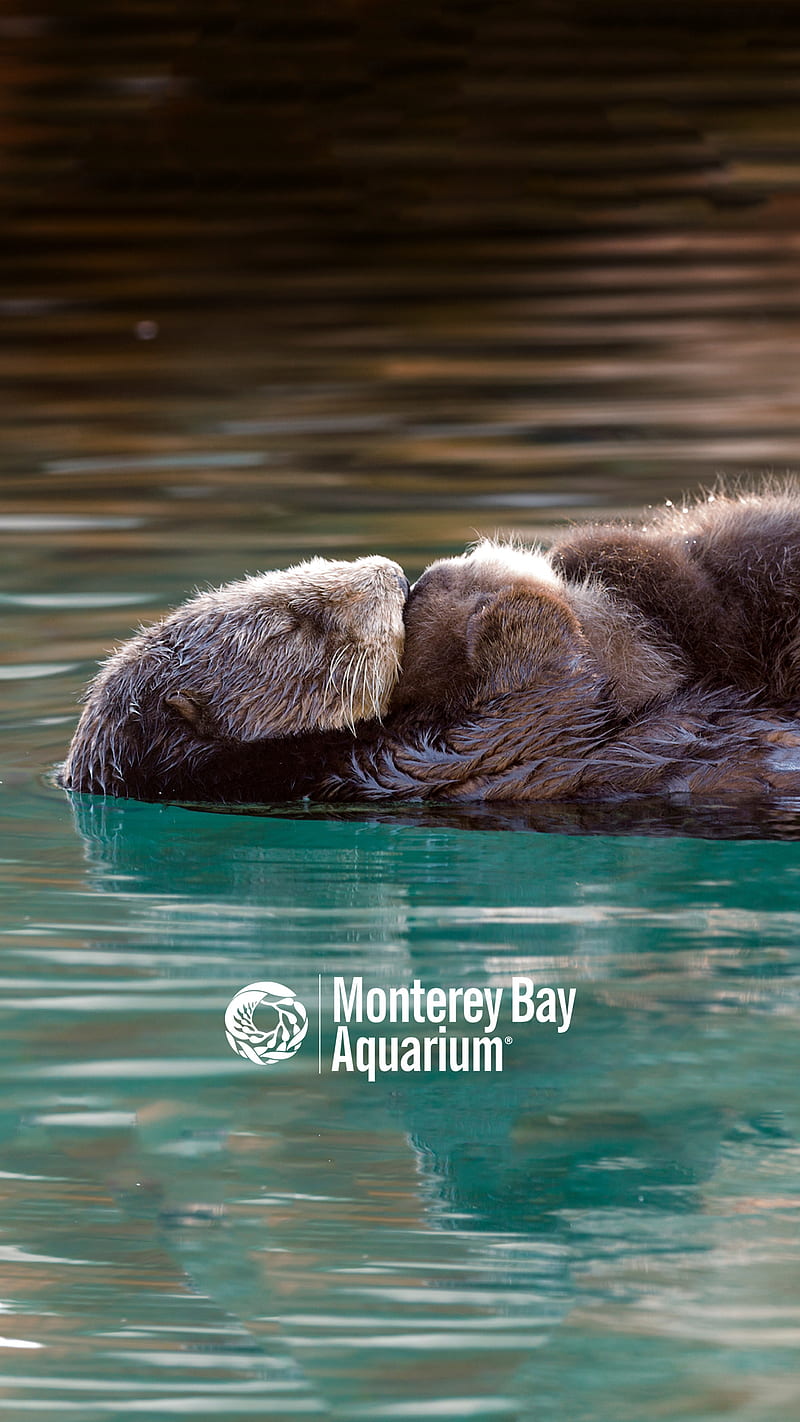 Otter, bonito, california, monterey, monterey bay aquarium, ocean, HD phone wallpaper