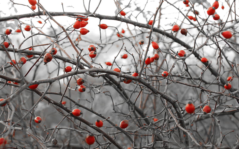 Russian Winter Tree, fruit, red, forest, tree, sprig, russian, season, winter, HD wallpaper