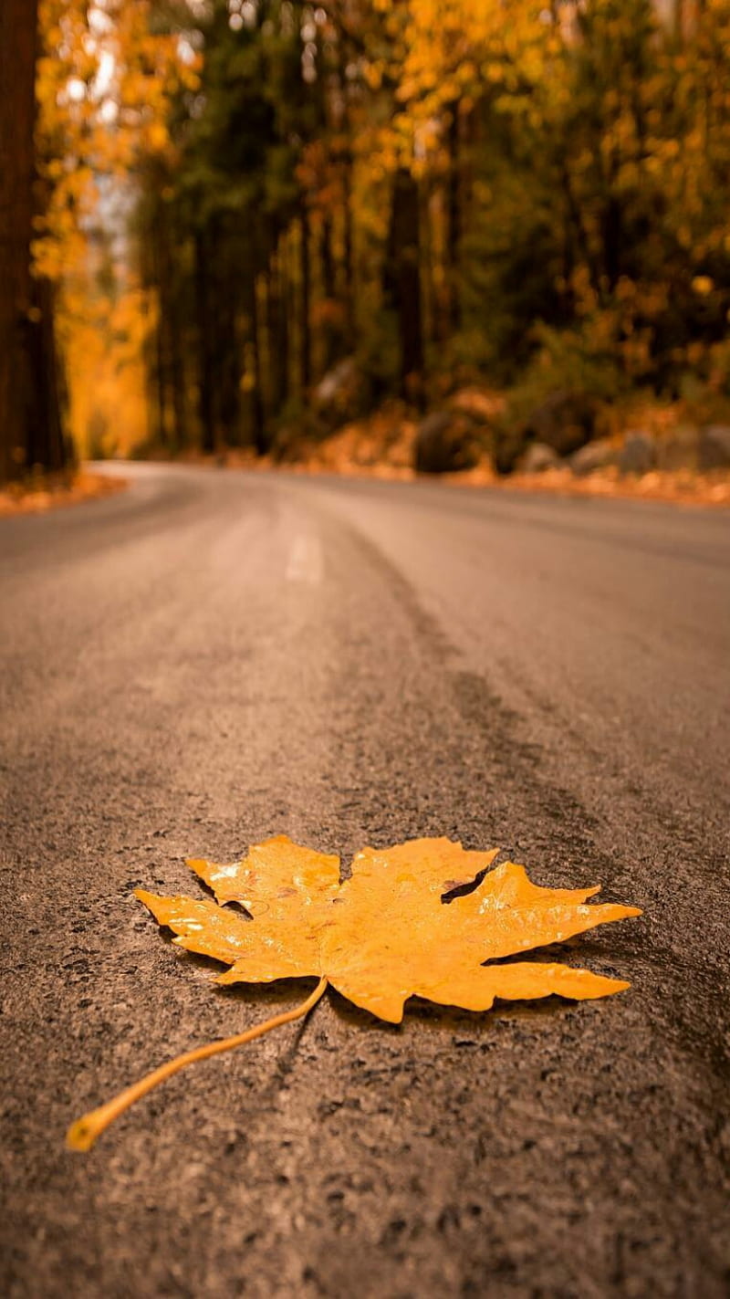Fallen Leaf, autumn, nature, road, season, trees, HD phone wallpaper