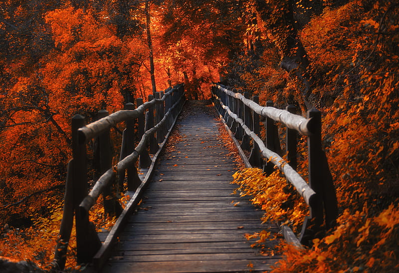 Orange Leaves Bridge, orange, leaves, bridge, nature, HD wallpaper