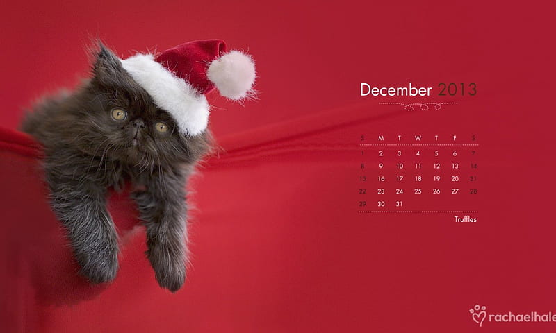Truffles, red, christmas, december, cat, winter, hat, cute, calendar, rachael hale, kitten, white, HD wallpaper