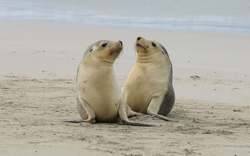 seals, wildlife, pacific coast, small seals, cute animals, wild animals, HD wallpaper
