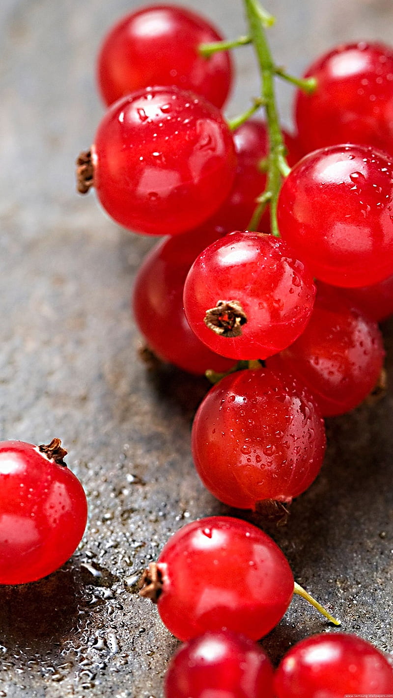 Elephone S7 cranberries macro, red, stoche, HD phone wallpaper