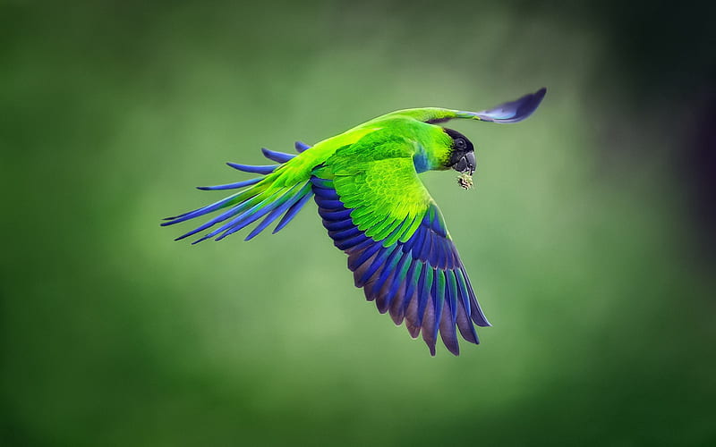 Nanday parakeet, black-hooded parakeet, green parrot, tropical birds, beautiful green bird, parrot, South America, Brazil, HD wallpaper