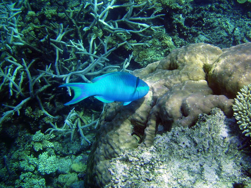 Great Barrier Reef Fish, australia, ocean floor, coral reef, blue fish, HD wallpaper
