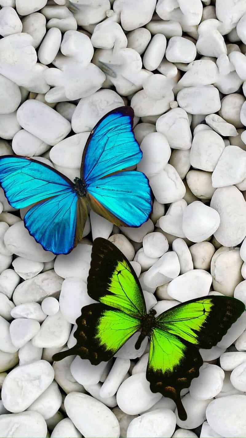 Butterfly, blue, butterflies, fly, green, stone, stones, white, HD phone wallpaper