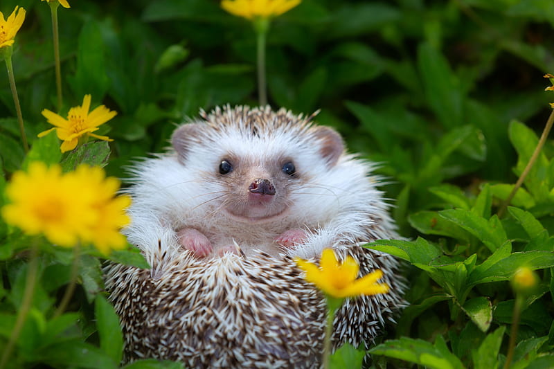 Adorable Hedgehog . Reader's Digest, Cute Porcupine, HD wallpaper