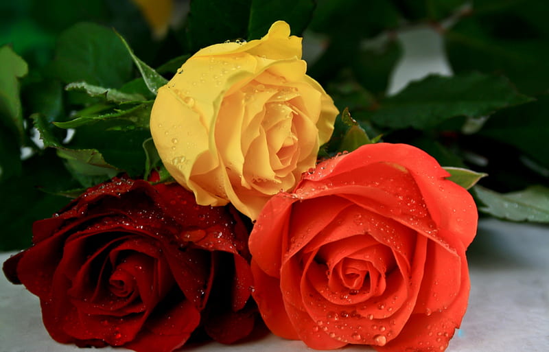 Wonderful roses for Charistmatic, red, wonderful, orangel, yellow, bonito, soft, roses, sweet, leaves, tenderness, water drops, flowers, beauty, petals, HD wallpaper