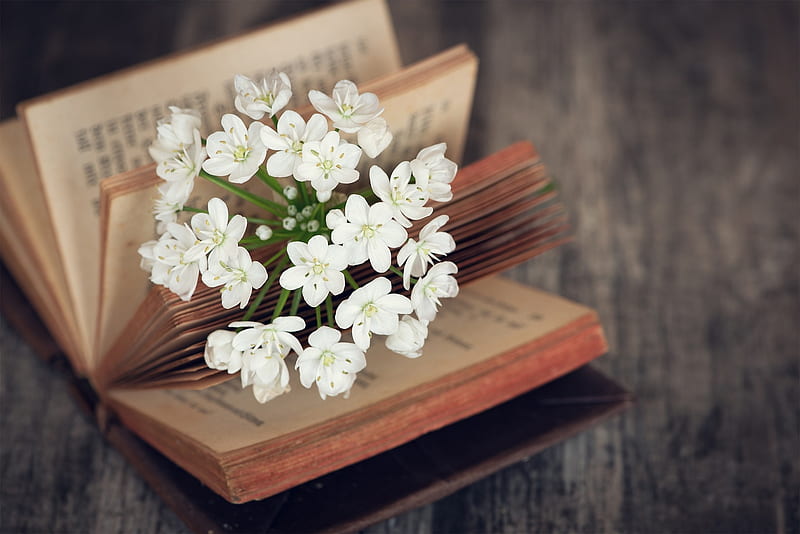 Flower, book, blossom, soft, HD wallpaper | Peakpx