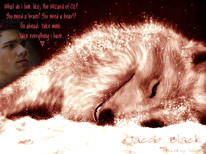 Jacob Heart Breaking, jacob, entertainment, wolf, movies, twilight saga,  animal, HD wallpaper | Peakpx