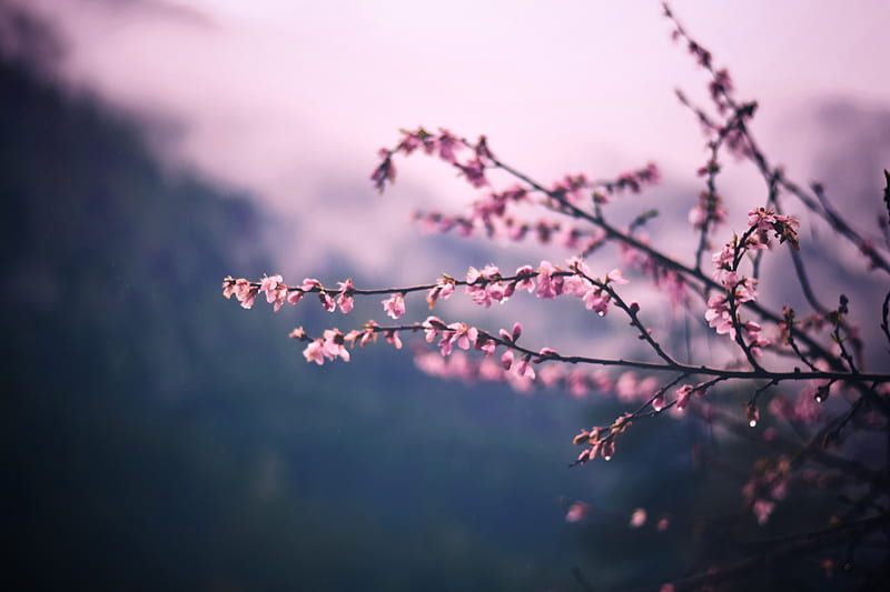 Pink Blossom Tree Branch Spring , spring, pink, tree, leaves, HD wallpaper
