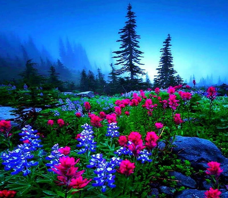 MEADOW, enchanting nature, bright color, lupine flowers, splendor, mountains, flowers, nature, landscape, night, HD wallpaper