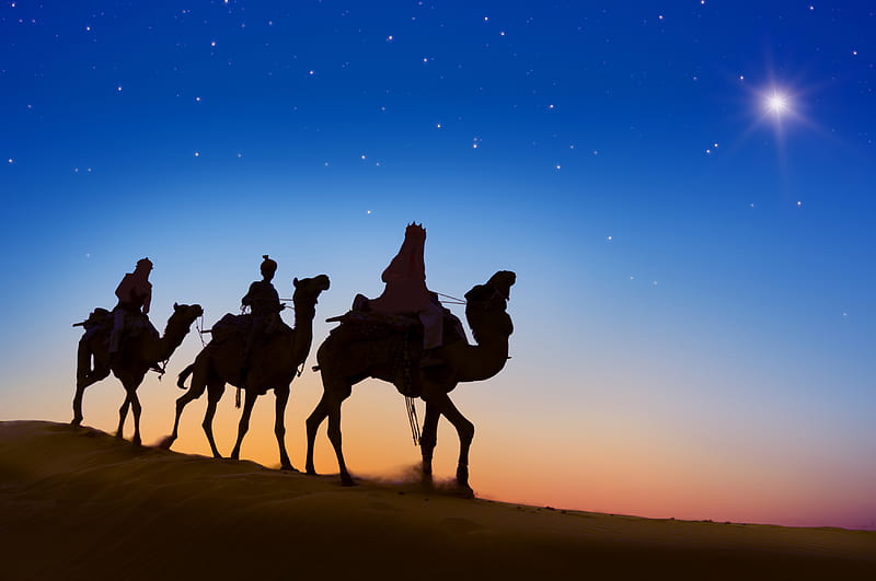 Desert Camels Evening Silhouette, camel, desert, animals, silhouette, HD wallpaper