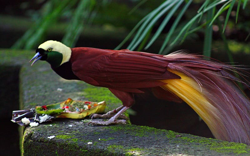 Bird, Animal, Colorful, Bird Of Paradise, Green Throated Bird Of Paradise, HD wallpaper