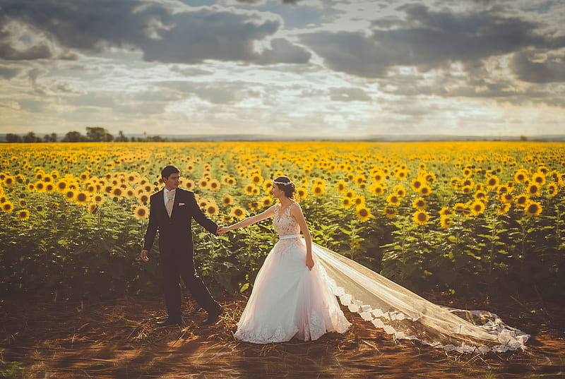 bride and groom walking in front of sunflower field, HD wallpaper