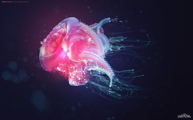 jellyfish-Creative Graphics, HD wallpaper
