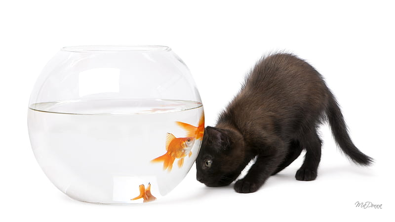 Dreaming of Fish, fascination, black cat, fish bowl, hungry, gold fish, Firefox Persona theme, HD wallpaper