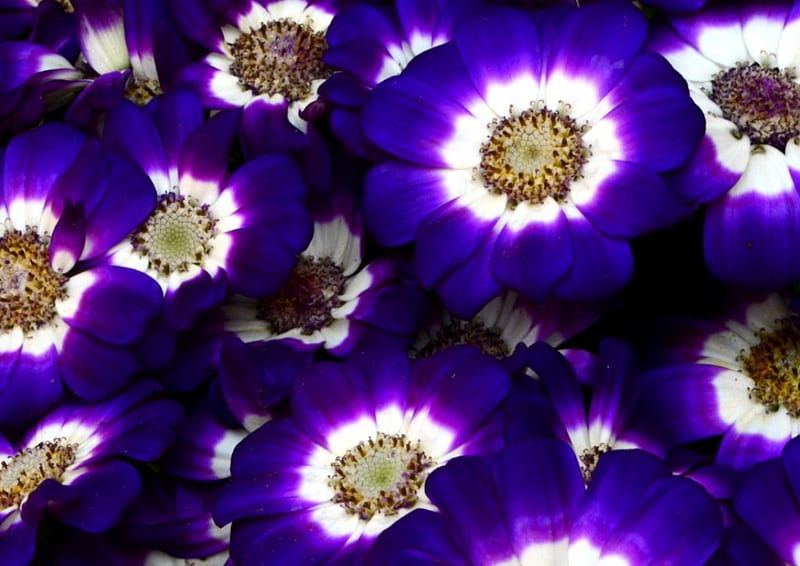 Sweet petals, purple, cineraria, flowers, soft, petals, tender, blue, HD wallpaper