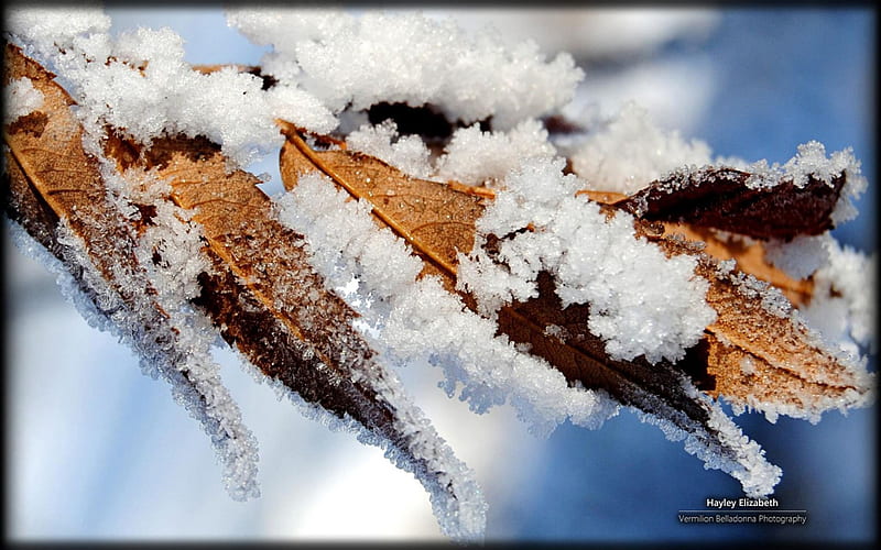 Winter frost, frosted abstract, branch, winter, cold, leaf, tree, leaves, graphy macro, ice, nature, frozen, frost, HD wallpaper