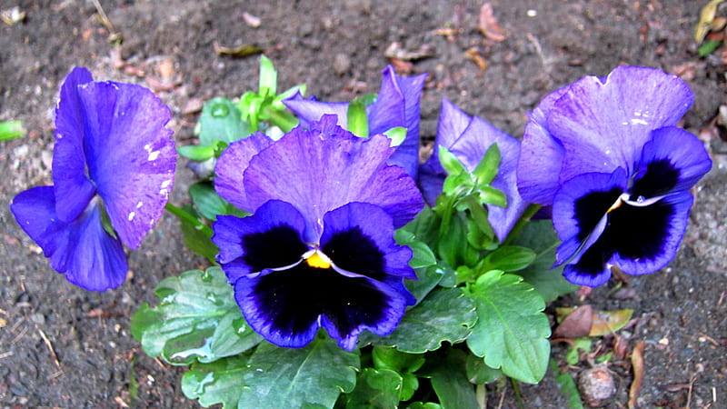 pansy, multiple colours, cold-resistant, flowers resemble a human, HD wallpaper