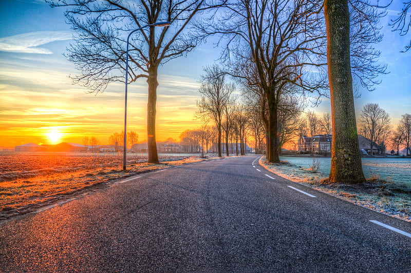 Trees On Road Both Side Morning Outdoors Nature , nature, outdoors, morning, evening, dusk, dawn, HD wallpaper