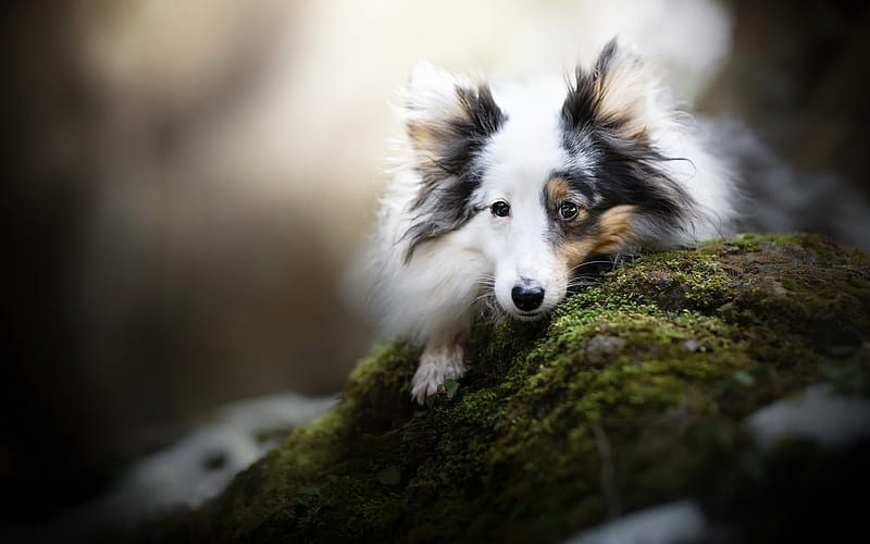 white collie, sheltie, white fluffy dog, cute animals, dogs, shetland sheepdog, HD wallpaper