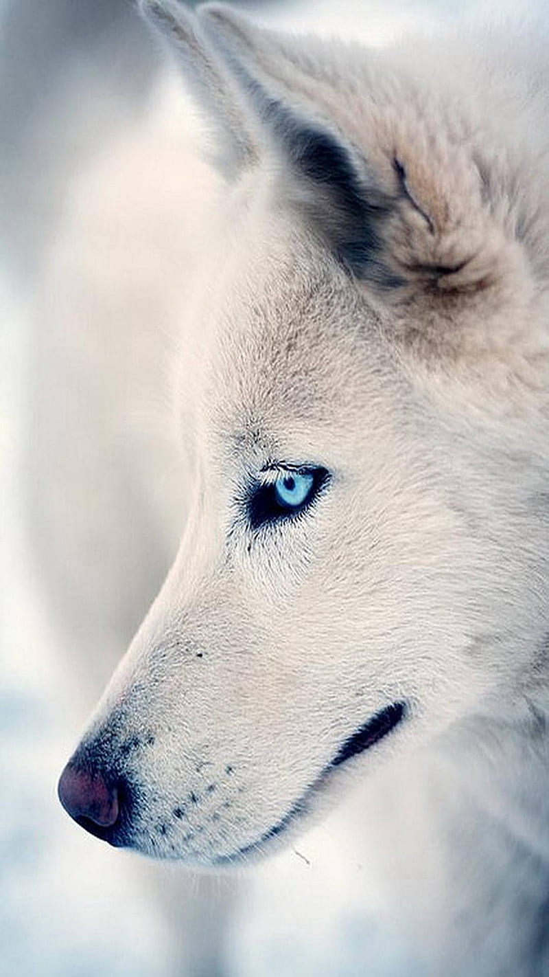 Wolf, adorable, cute, dog, husky, white, wolves, HD phone wallpaper