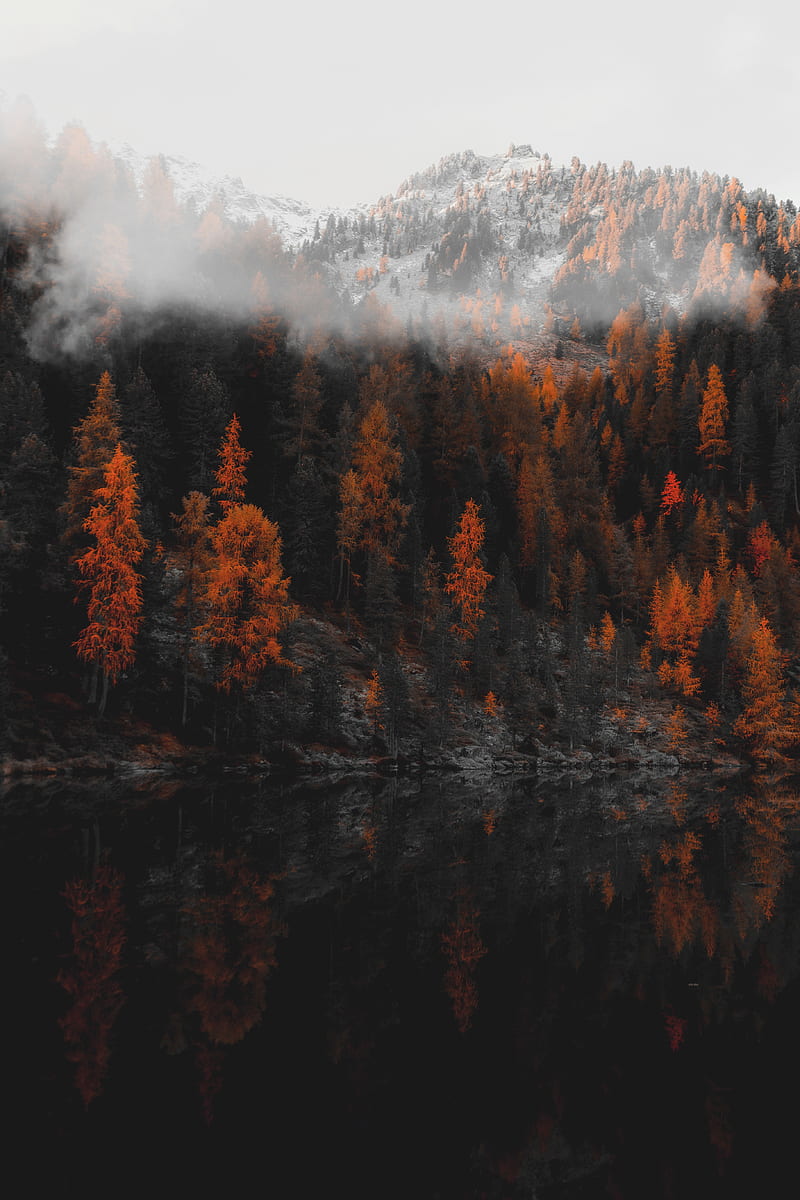 forest, lake, shore, mountains, landscape, HD phone wallpaper