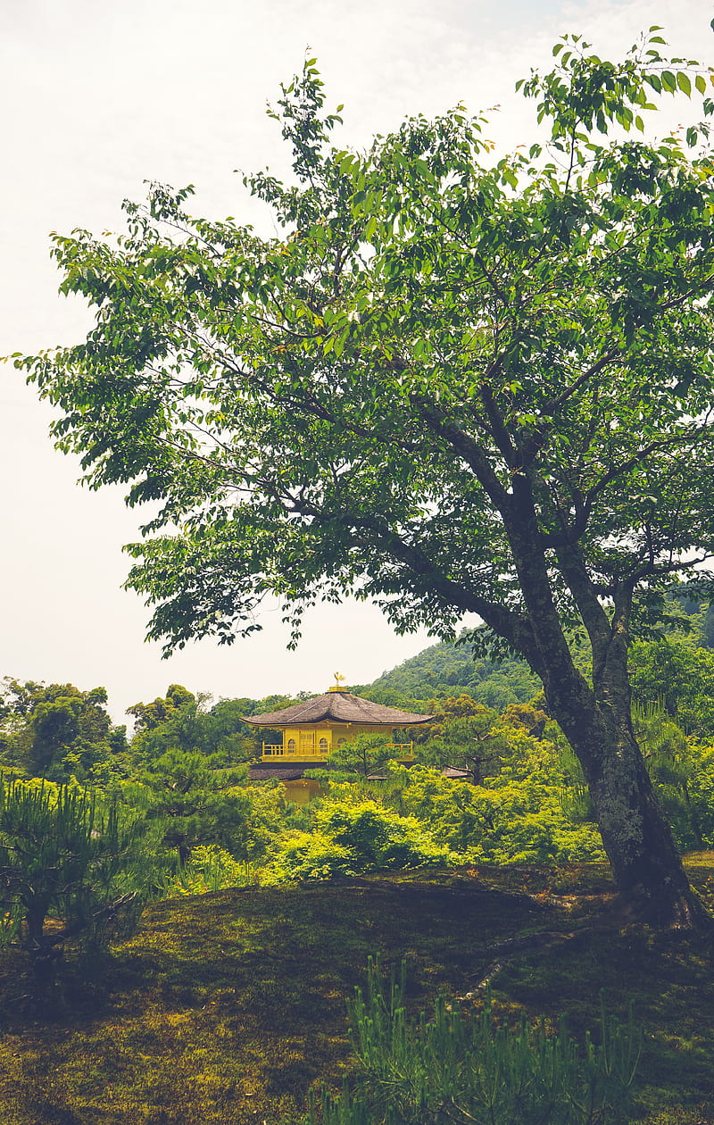 pagoda, temple, building, trees, nature, HD phone wallpaper