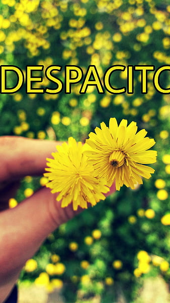 Despacito // luis fonsi & daddy yankee ft. justin bieber, despacito iphone  HD phone wallpaper | Pxfuel