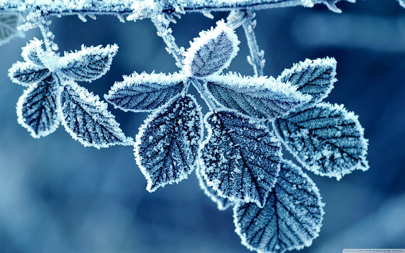 Frozen leaves, frozen, leaves, HD wallpaper