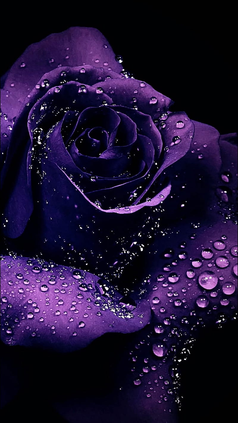 Purple rose, drop, floral, raindrop, roses, water, HD phone wallpaper