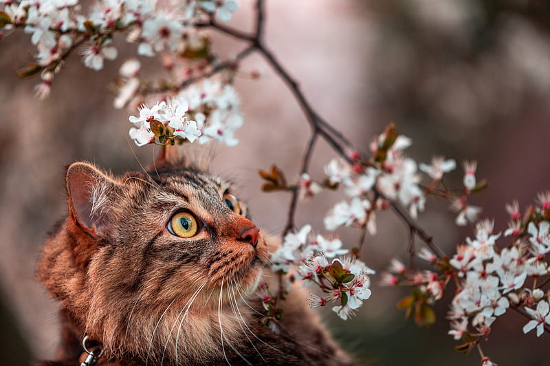brown tabby cat under white flowers, HD wallpaper