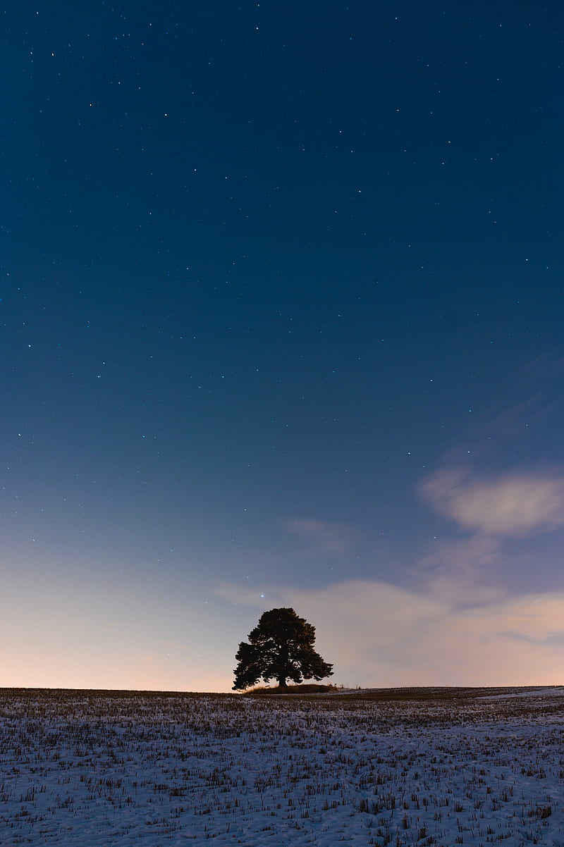 tree, field, snow, dusk, nature, HD phone wallpaper