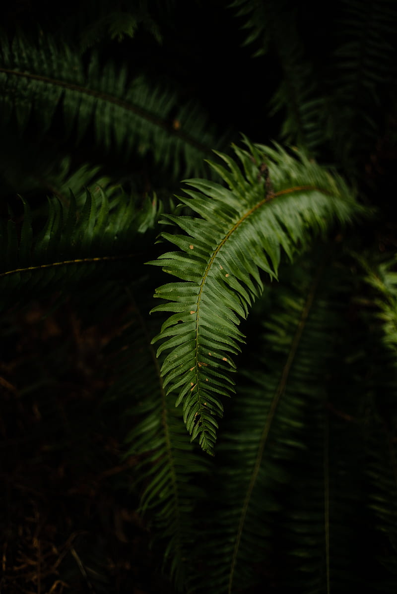 fern, leaves, plant, macro, green, dark, HD phone wallpaper