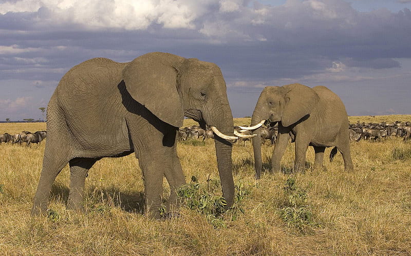 Elephants, Animal, African Bush Elephant, HD wallpaper