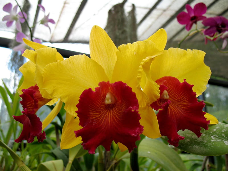 RARE AND BEAUTIFUL, red, orchids, exotic, flowers, gardens, yellow, tropical, asia, HD wallpaper