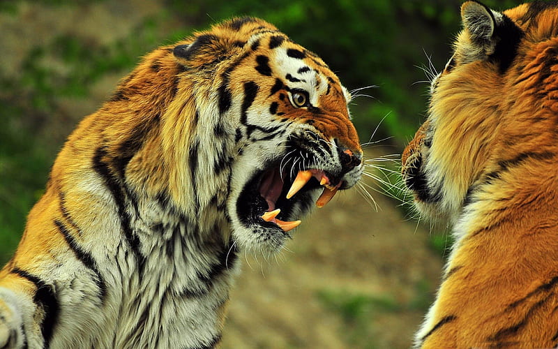 tigers roaring-wild animal, HD wallpaper