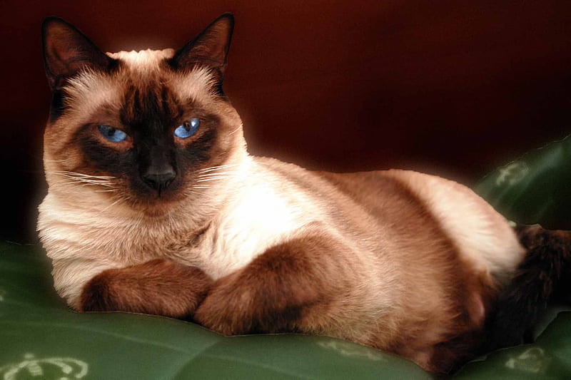Siamese blue eyed cat, cat, blue eyes, siames, animal, HD wallpaper