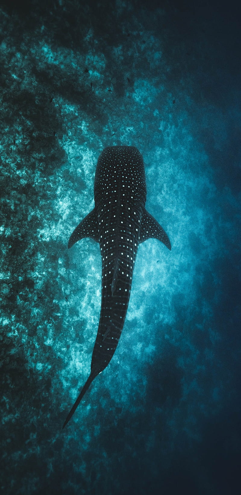Whale Shark, ocean, deep, HD phone wallpaper