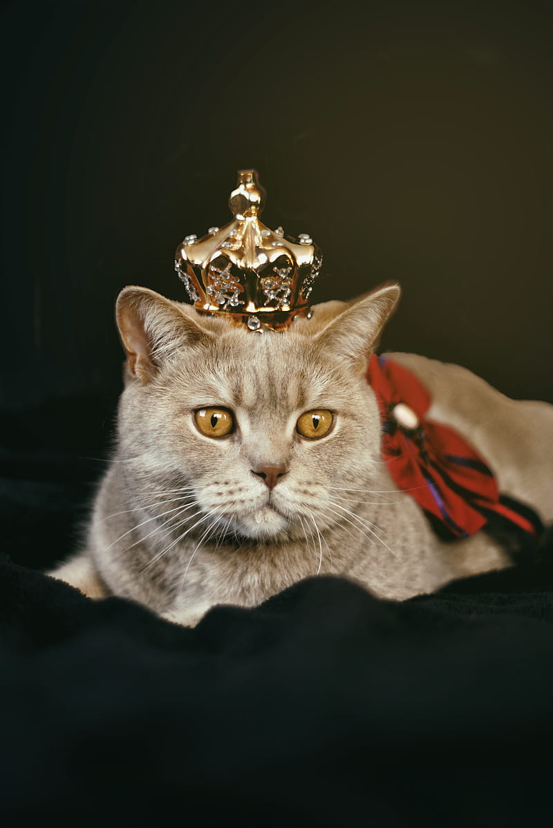 Beige Cat With Gold-colored Crown, HD phone wallpaper