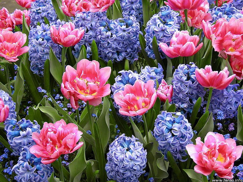 Pink Tulips , purple flowers, flowers, pink tulips, garden bed, HD wallpaper