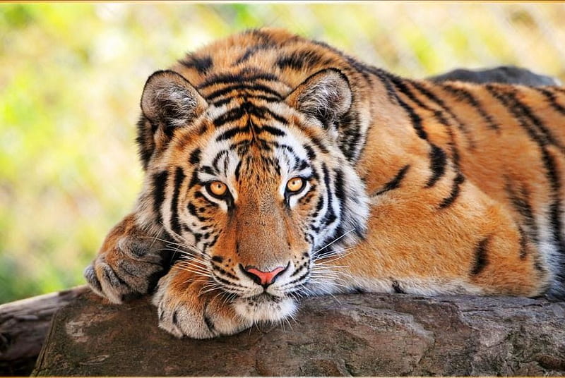 Tiger majesty, gold, stripes, black and white, resting, tiger, cat, hunter, HD wallpaper